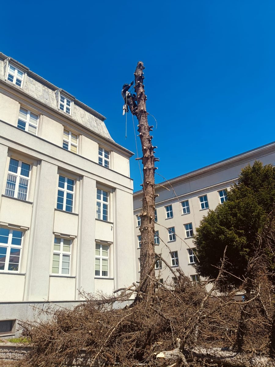 Wycinka sekcyjna świerka na linach