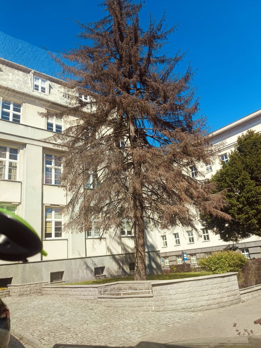 Uschnięty świerk przed wycinką