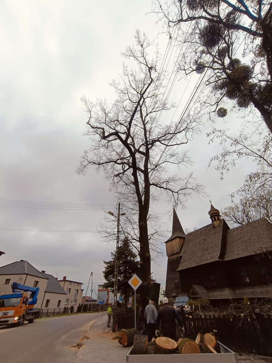 Pocięte kłody i ekipa podczas wycinki przy kościele